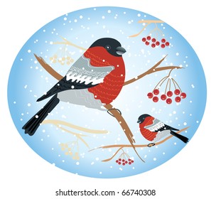 Vector bullfinches on branches in winter .New year card holiday