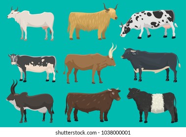 Vector bulls and cows farm animal cattle mammal nature beef agriculture and domestic rural bovine horned cartoon buffalo character illustration. Farming pasture agriculture horn bulls and cows
