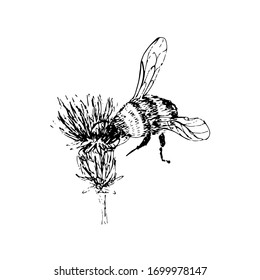 Vector bumblebee collects nectar from a clover flower. Freehand black and white graphics.