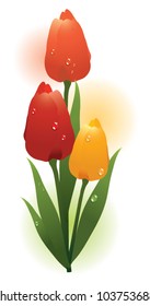 vector bunch of fresh colorful tulips with water drops