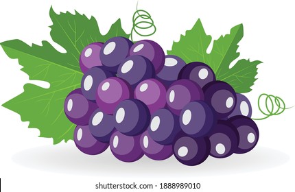 Vectores de uvas negras frescas con hojas verdes se aíslan sobre fondo blanco