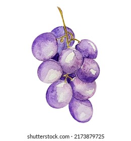 Vector bunch of grapes with berries imitation watercolor. Template for decorating designs and illustrations.