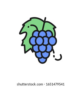 Vector bunch of grapes, fruit flat color line icon.