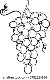 Vector bunch of grapes isolated