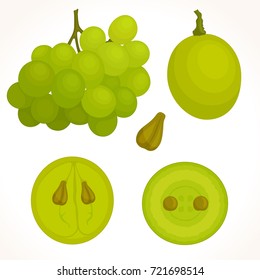 Vector bunch of grapes on a white background. half, whole and cut grapes in different angles.