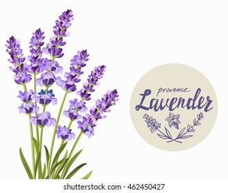 vector bunch of lavender on white background