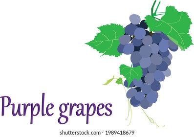 Vector bunch of purple grapes with leaves of plant on white background with letters saying grapes.