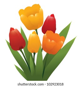vector bunch of red, orange and yellow tulips