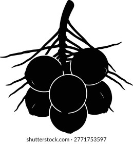 Vector bunch of ripe coconuts hanging tropical fruit silhouette illustration