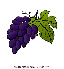 Vector bunches of blue grapes isolated on white