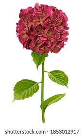 Vector burgundy hydrangea flower with green stem and foliage on white background without shadow.