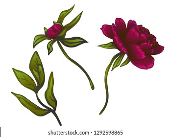 Vector Burgundy peony floral botanical flower. Wild spring leaf wildflower isolated. Engraved ink art. Isolated peonies illustration element on white background.