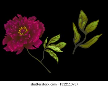 Vector Burgundy peony floral botanical flower. Wild spring leaf wildflower isolated. Engraved ink art. Isolated peonies illustration element on black background.