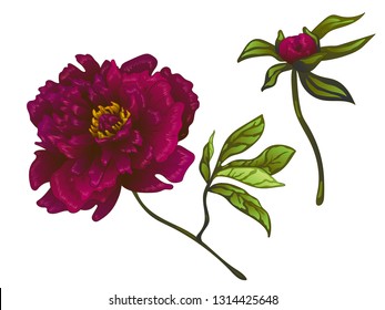 Vector Burgundy peony floral botanical flower. Wild spring leaf wildflower isolated. Engraved ink art. Isolated peonies illustration element on white background.