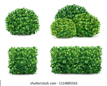 Vector bush in different forms. An ornamental plant shrub for the design of a park, a garden or a green fence.