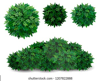 Vector Bush In Different Forms. Tree Crown.  Ornamental Plant Shrub  For Decorate Of A Park, A Garden Or A Green Fence.