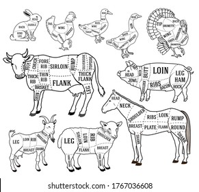 Vector butcher diagram chart set for cutting meat