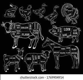 Vector butcher diagram guide for cutting meat