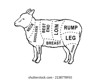 Vector Butcher Diagram Guide For Cutting Lamb