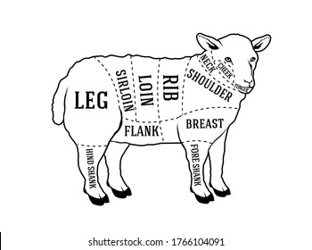 Cuts Beef Meat Vector Illlustration Butcher Stock Vector (Royalty Free ...