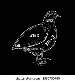 Vector butcher guide for cutting quail in black and white graphic style