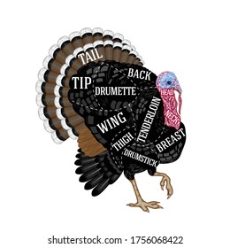 Vector Butcher's Diagram For Cutting Turkey