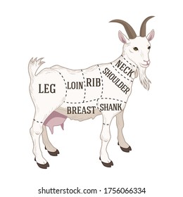 Guía de diagrama de carniceros vectores para cortar cabras