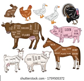 Vector butchers diagram guide for cutting meat