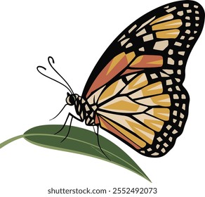 Vetor Borboleta mosca isolada no fundo branco