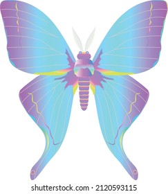 vector butterflies. colorful butterfly drawings.