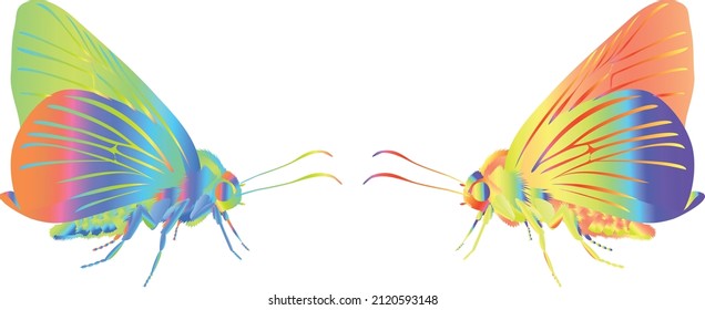 vector butterflies. colorful butterfly drawings.