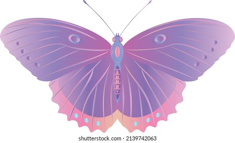 vector butterflies. colorful butterfly drawings.