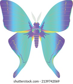 vector butterflies. colorful butterfly drawings.