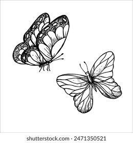 Vector butterflies. Hand painted linear insect. Graphic clipart isolated on background. Botanical and wedding illustration. For designers, invitations, decoration, postcards, wrapping paper, scrapbook