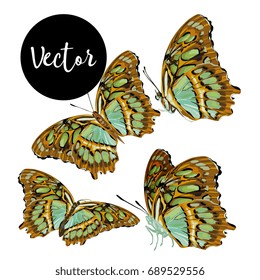 Vector Butterflies Illustration Set
