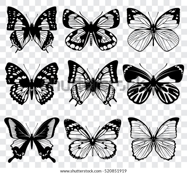 透明なチェックの背景にベクター蝶 のベクター画像素材 ロイヤリティフリー