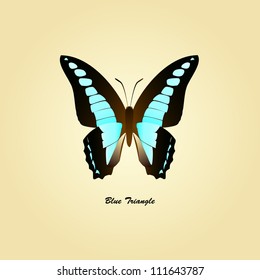 vector of butterfly