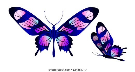 vector butterfly