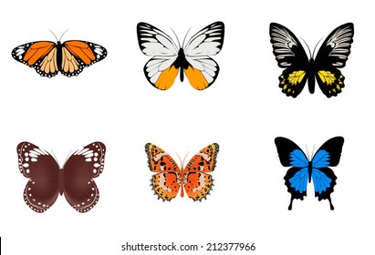 vector of Butterfly 