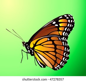 Vector butterfly