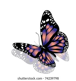 vector butterfly