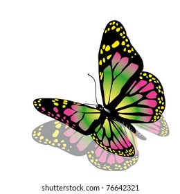 vector butterfly