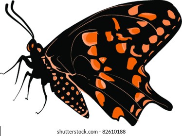 Vector Butterfly