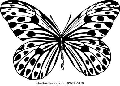 vector butterfly black and white element line art print design