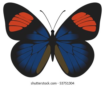 Vector butterfly, black-blue Batesia Hypochlora. Isolated on a white background.