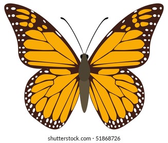 Vector butterfly, brown-orange Monarch. Isolated on a white background.