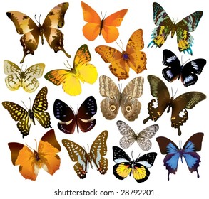 Vector Butterfly Collection