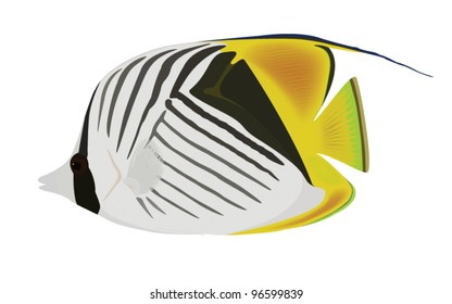 Vector butterfly fish