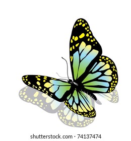 vector butterfly of green color