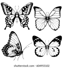 Vector Butterfly Hand Drawn Set Sketch Style On White Background.  